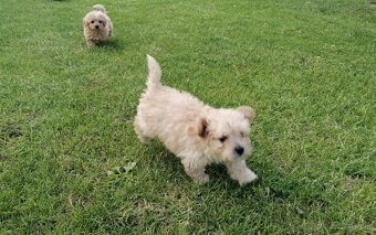 Predám šteniatka maltipoo. - 2
