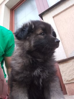 Nemecký vlčí špic - 2