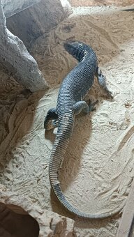 Varan stepny - predám/vymenim - 2