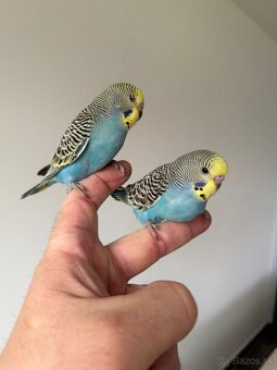 Andulka Maznačik - 2