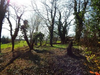 Záhrada najbližšie ku Karpatskej ulici PREDAJ/PRENÁJOM - 2