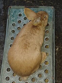 Burgundský králík - 2