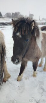 Predám 9 mesačného poníka - 2