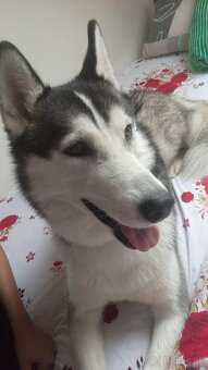 Sibírsky húsky - 2