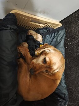 Darujem šteniatka - 2