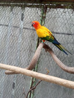 Aratinga slnecna - 2