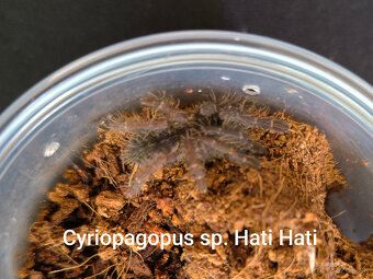 Pavúk, vtáčkár, tarantula - 2