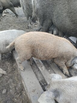 Mangalica - 2