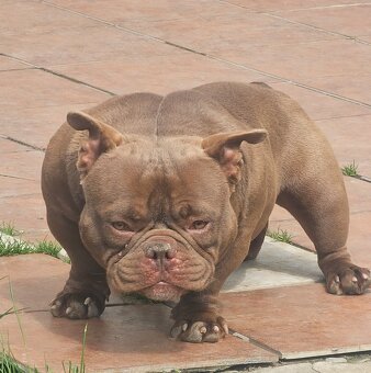 American bully - 2
