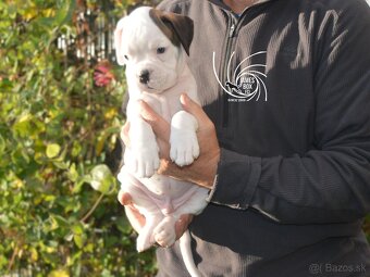 Nemecký boxer- bielý psík s PP - 2