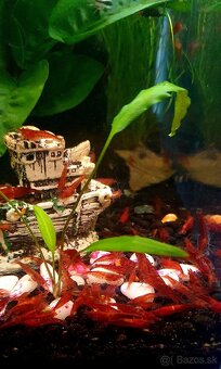 krevetky červene  neocaridina red - 2