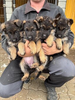 Nemecký ovčiak - 2