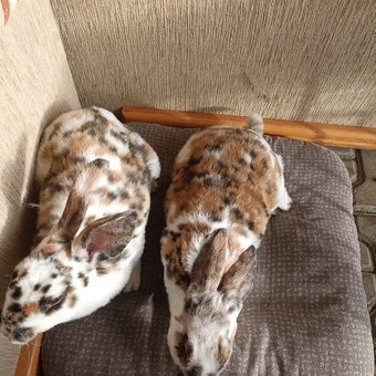 Ponúkame izbové zajačiky - 2