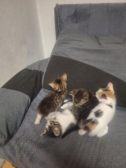 Darujem mačiatka - 2