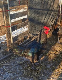 Kohút black star - 2