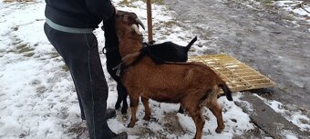 Predám capa (y) - 2