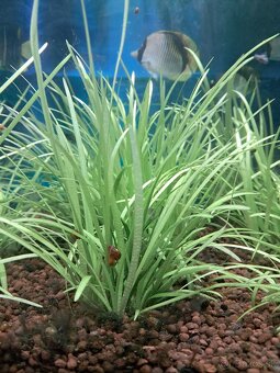 Predam akvarijne rastlinky - 2