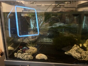 Akvárium - 2
