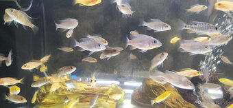 akcia afriky - 2