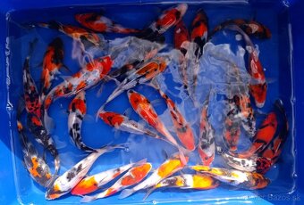 Koi kapor/ koi kapre/jazierkove ryby - 2