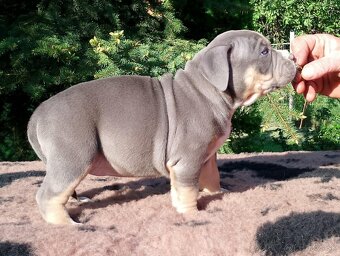 American bully - 2
