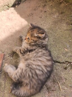 Maine coon - 2