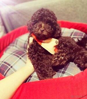 Pudel toy - 2