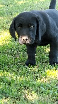 Labrador - 2