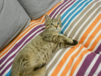 Darujem mačiatko - 2