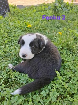 Border collie - 2