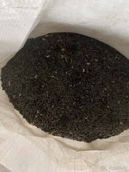 Slnečnica čierna - 2