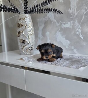 Yorkshirsky terier - 2