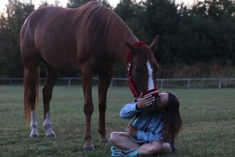 Prenájom kobyly - 2