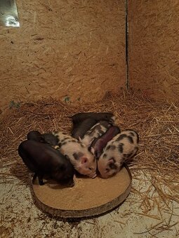 Vietnamske prasiatka - 2