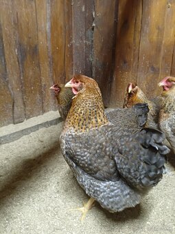 ORAVKA RODOVOSFARBENÁ - 2