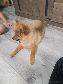 Pomeranian - 2