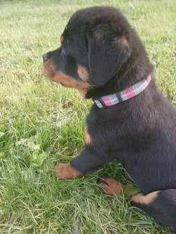 Rotvajler, rottweiler, rtw - 2