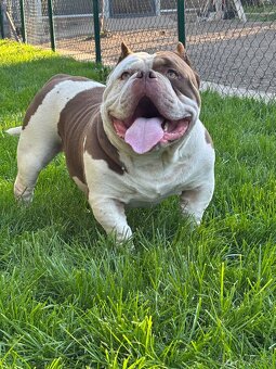 American Bully - 2
