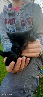 Darujem Mačiatka - 2