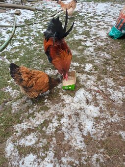 Predám kohúta Sulmtálka - 2