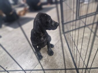 Nemecky kratkosrty stavac - 2