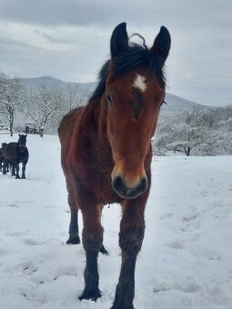 Predám dve ťažné kobylky - 2