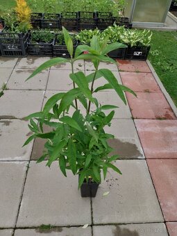 Budleja - 2