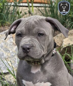 Fenka American Bully XL s pp - 2