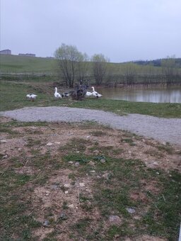 Husy ,kačky - 2