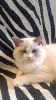 Mačička Ragdoll - 2