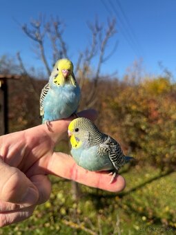 Andulka Maznačik krotká - 2