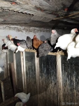 Predám sliepky - 2