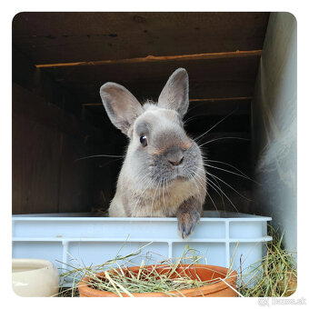 zakrslý kuní modrý králiček - 2