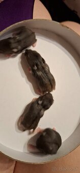 Predám škrečky - 2